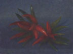 Painting by Martha Stone, "Peperoncini"